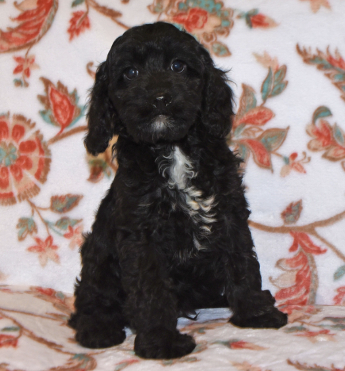 comprar cachorros sanos, baratos y asequibles para la venta